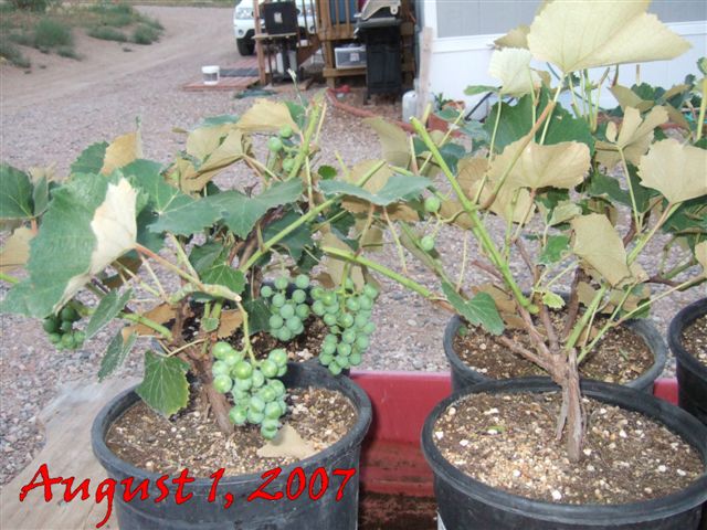 Nico's grape vines